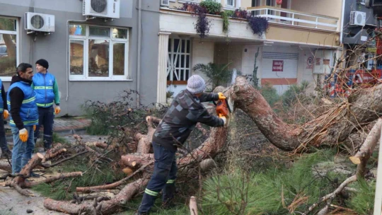 Nazilli'de tehlike oluşturan çam ağacı kaldırıldı