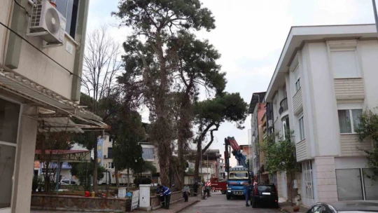 Nazilli'de tehlike oluşturan çam ağacı kaldırıldı