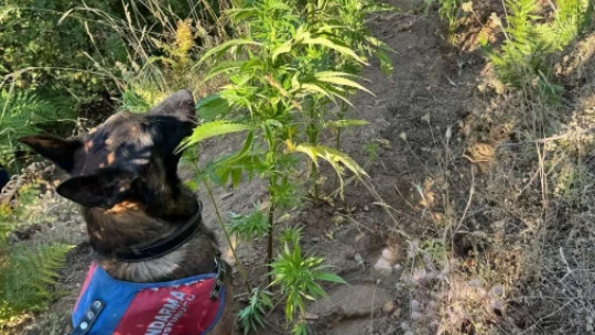 Nazilli'de uyuşturucu operasyonu