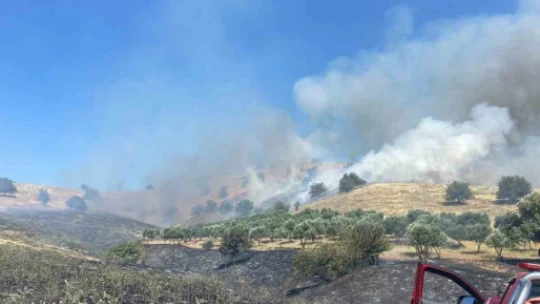 Nazilli'de zirai alan yangını