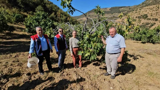 Nazilli Kaymakamı Kan, incir hasadına katıldı