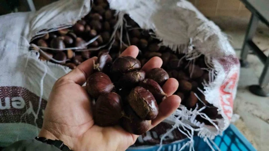 Nazilli'nin kestane şekeri, Uzak Doğu sofralarını süslüyor