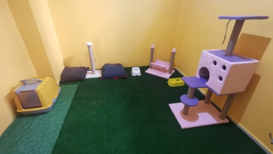 Nazilli'nin ilk kedi oteli açıldı