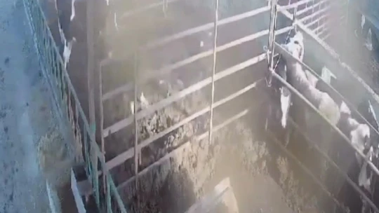 Öfkeli boğa sahibine acımadı