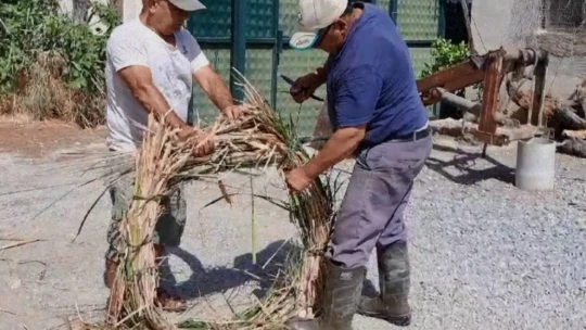 Öksüz yavru leylekler uçma çalışmalarına başladı