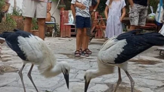 Öksüz yavru leylekler uçma çalışmalarına başladı