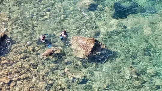 Ölü olarak bulunan caretta, dalgıçlar tarafından karaya çıkarıldı