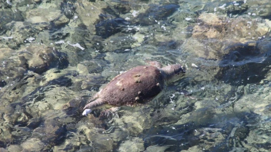 Ölü olarak bulunan caretta, dalgıçlar tarafından karaya çıkarıldı
