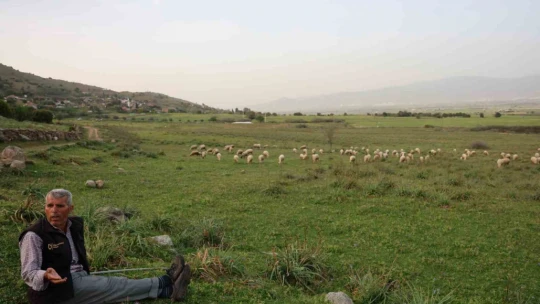 Ömrünü çok sevdiği koyunlarına adadı