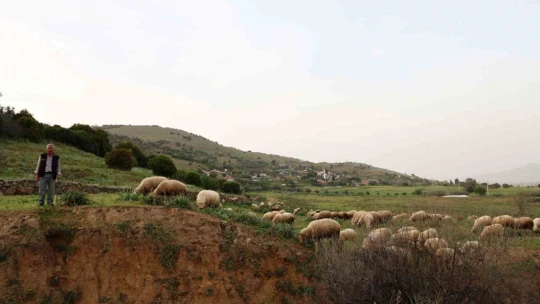 Ömrünü çok sevdiği koyunlarına adadı