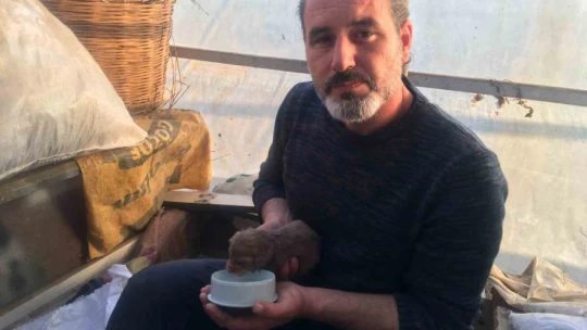 On gün önce doğum yapan köpeği ezip olay yerinden kaçtı