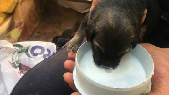 On gün önce doğum yapan köpeği ezip olay yerinden kaçtı