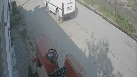 On gün önce doğum yapan köpeği ezip olay yerinden kaçtı