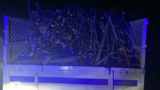 Ormanlık alandaki ağaçları kesen 3 şüpheli yakalandı