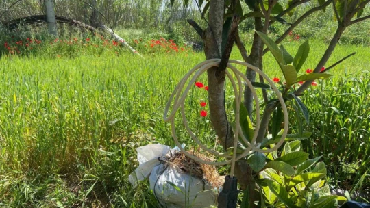 Otluk alanda gizlenen hırsızlık şüphelisi jandarmaya takıldı