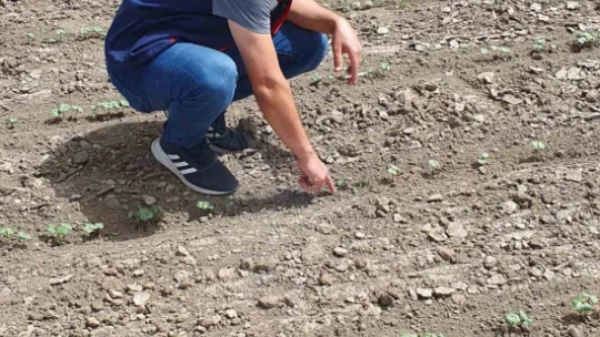 Pamuk üreticilerine 'ilaçlama' çağrısı