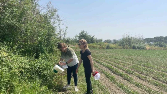 Pamuk zararlıları ile mücadele sürüyor
