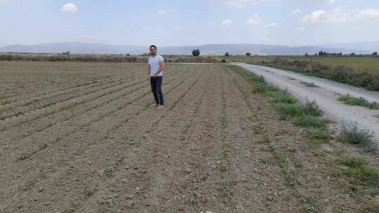Pamukta pembe kurt mücadelesi sürüyor