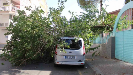 Park halindeki araca ağaç devrildi
