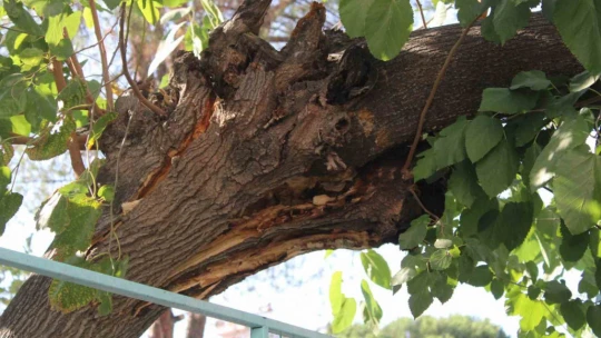 Park halindeki araca ağaç devrildi