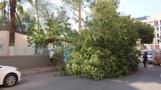 Park halindeki araca ağaç devrildi