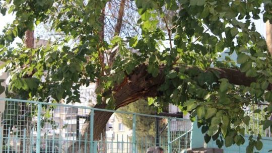 Park halindeki araca ağaç devrildi