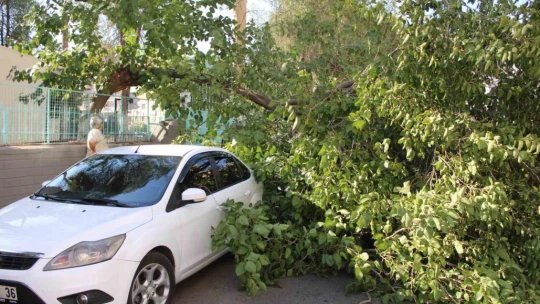 Park halindeki araca ağaç devrildi