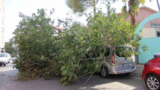Park halindeki araca ağaç devrildi