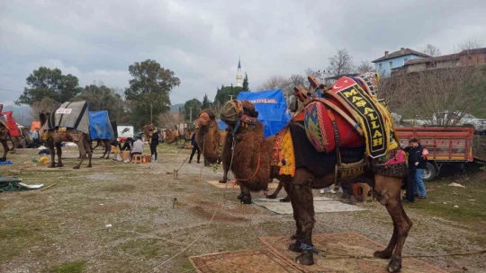 Pehlivan develer Köşk arenasında kozlarını paylaaştı