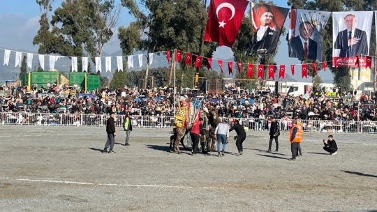 Pehlivan develer yılın ilk güreşinde İncirliova'da kozlarını paylaştı