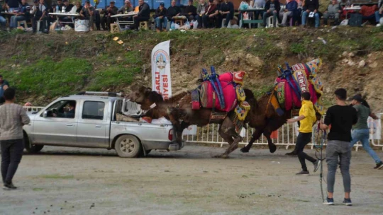 Rakibinden kaçan deve kamyonetin kasasına bindi