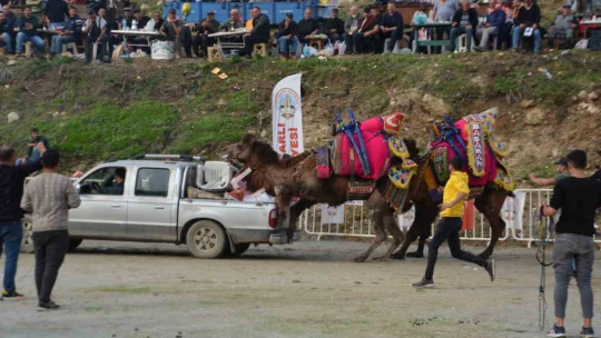 Rakibinden kaçan deve kamyonetin kasasına bindi