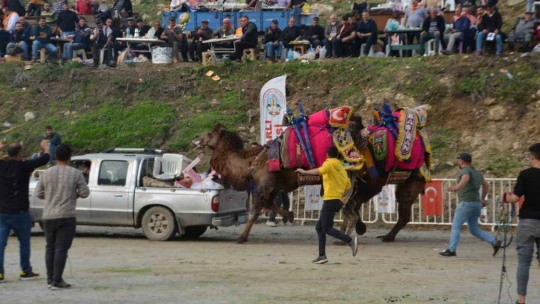 Rakibinden kaçan deve kamyonetin kasasına bindi