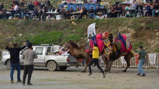 Rakibinden kaçan deve kamyonetin kasasına bindi