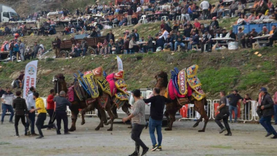 Rakibinden kaçan deve kamyonetin kasasına bindi
