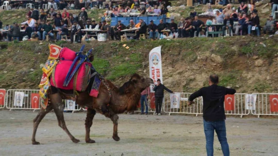 Rakibinden kaçan deve kamyonetin kasasına bindi