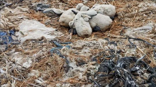 Saman ipleri leylekleri tehdit ediyor
