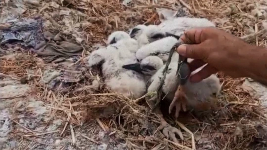 Saman ipleri leylekleri tehdit ediyor