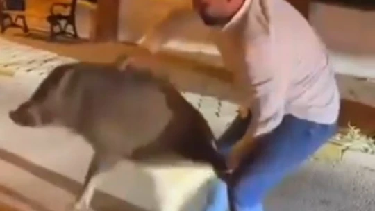 Şehri istila eden domuzlarla dalga geçti