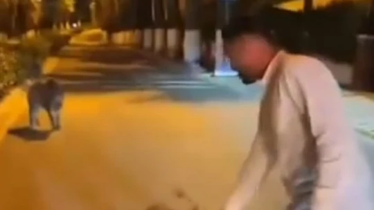 Şehri istila eden domuzlarla dalga geçti