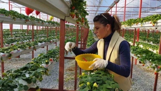 Seracılıkta kendini kanıtladı, şimdi başkalarını üretici yapmak istiyor