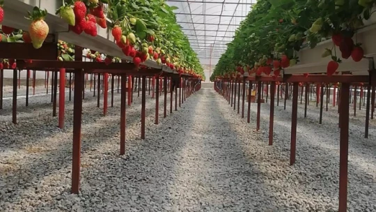 Seracılıkta kendini kanıtladı, şimdi başkalarını üretici yapmak istiyor