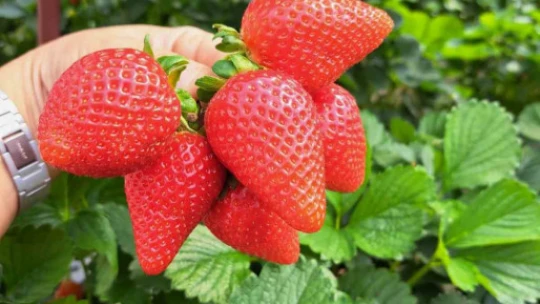 Seracılıkta kendini kanıtladı, şimdi başkalarını üretici yapmak istiyor