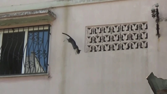 Sevimli kediyi kurtarmak için tüm ekipler seferber oldu, o kurtarılacağı anda atlayıp gitti