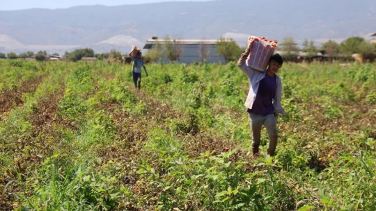 Sıcak hava domatesi vurdu, Aydınlı üretici verim kaybı yaşadı