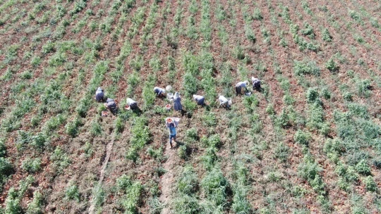 Sıcak hava domatesi vurdu, Aydınlı üretici verim kaybı yaşadı