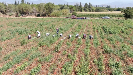 Sıcak hava domatesi vurdu, Aydınlı üretici verim kaybı yaşadı