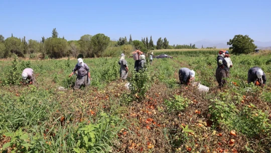 Sıcak hava domatesi vurdu, Aydınlı üretici verim kaybı yaşadı