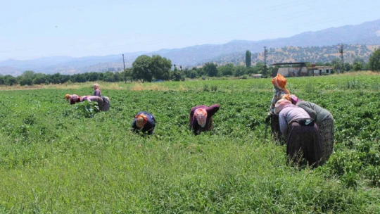 Sıcaklar Egeli kadınları yıldırmıyor