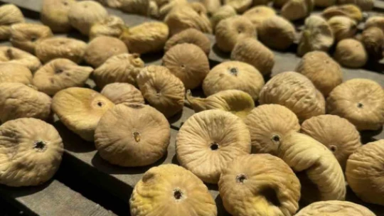 Sıcaklar incir sezonunu öne çekti